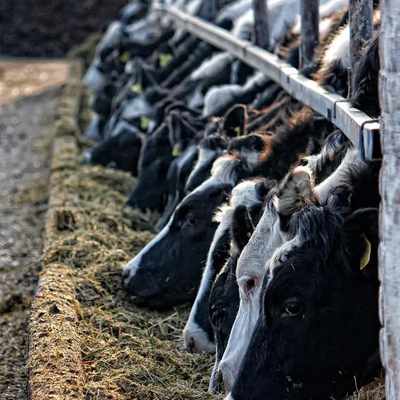 Feed Yeast Market Analysis