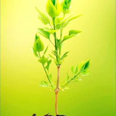 Market Forecast for Organic Fertilizers in India