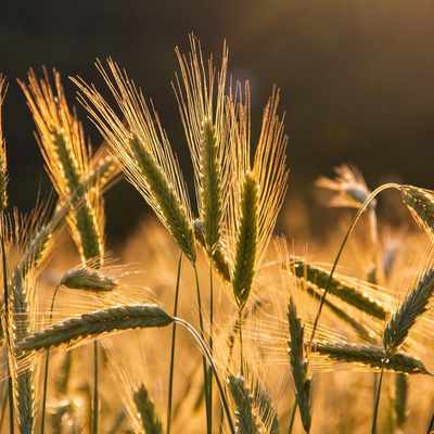 India Grain Market Analytics