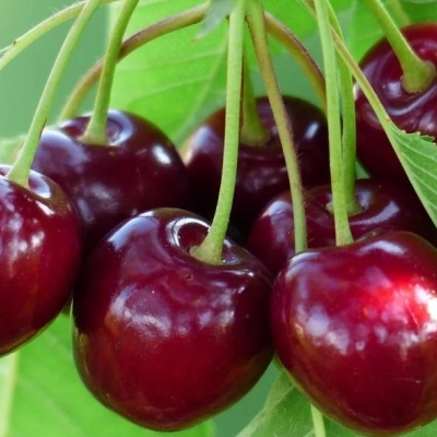 Analysis of the sweet cherry market in India